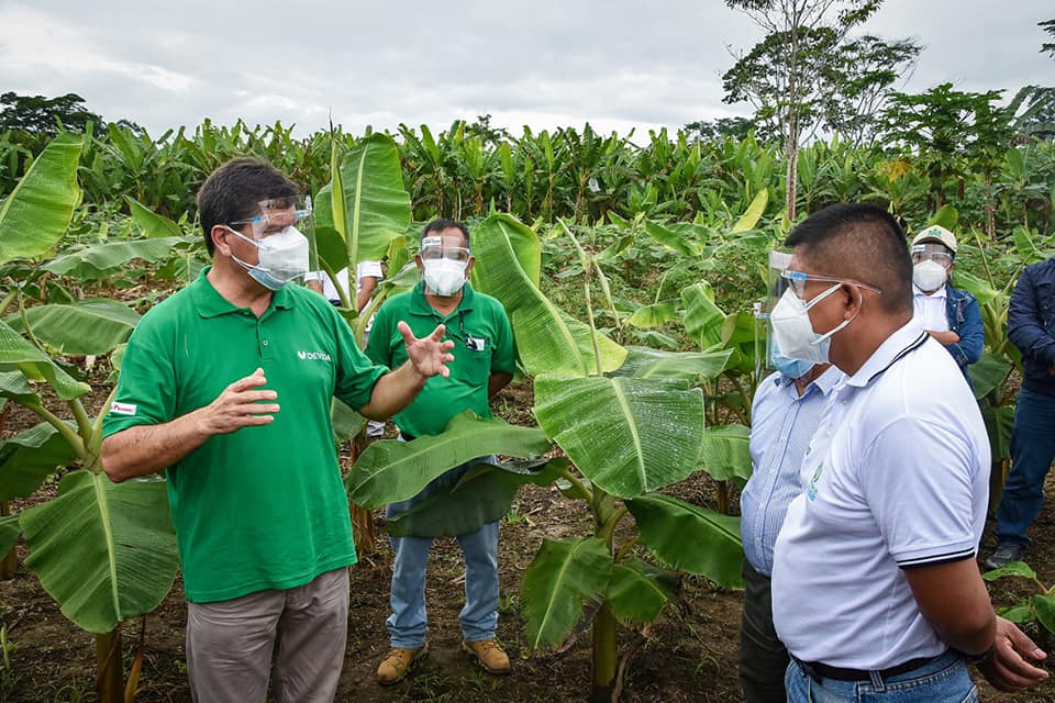 Productores de plátanos de Castillo Grande buscan triplicar cosecha