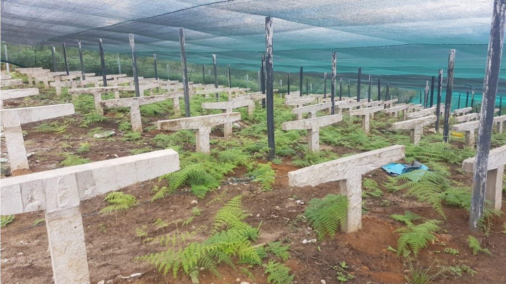 Denuncian pagos irregulares en ejecución del proyecto “Té verde” del Gorehco