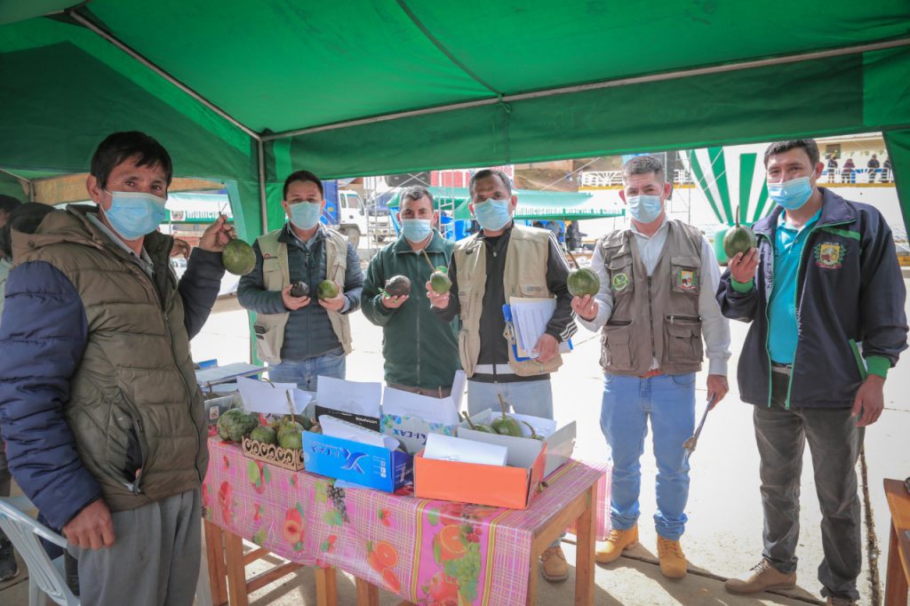 Impulsan producción de palta hass en 13 comunidades de Cholón