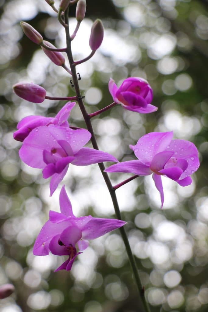 Último Tramo, Cushi – Pozuzo