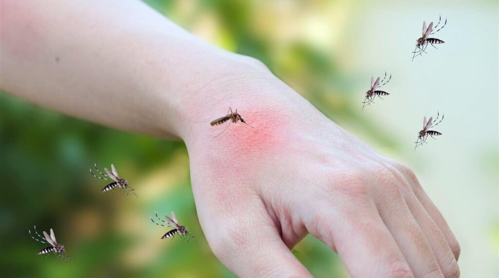 Huánuco invadido de plagas