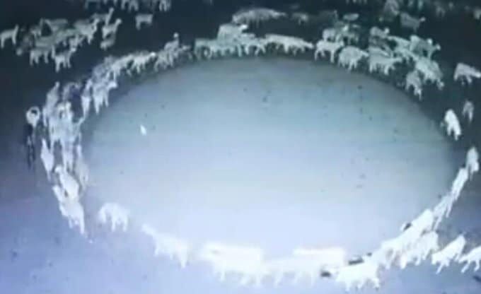 Ovejas caminan en círculo