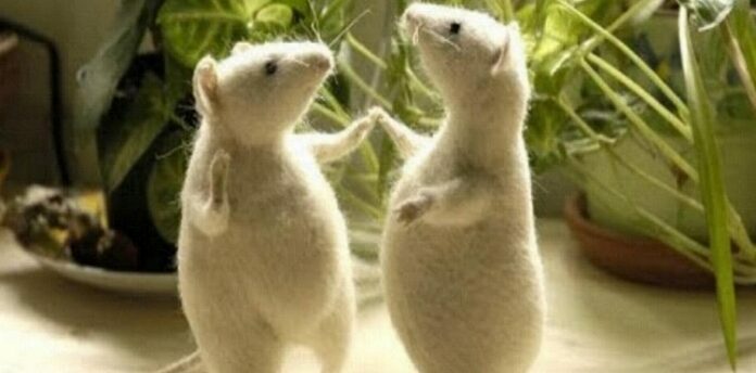 Ratas reaccionan al ritmo de la música