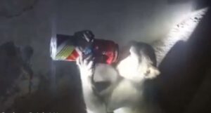 Asaltante de licorerías