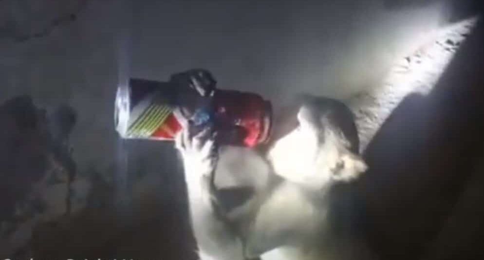 Asaltante de licorerías