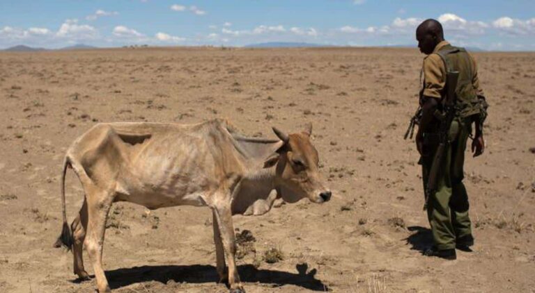 Sequía mató animales