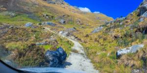 Extracción indiscriminada de musgos