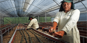 Bosques Amazónicos construye nuevo vivero clonal en Campo Verde de Ucayali