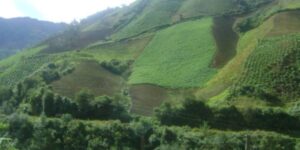 Plan Maestro del Bosque Montano de Carpish