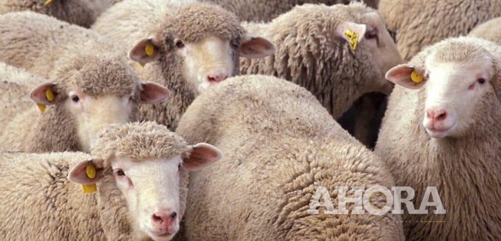 Policías y ganaderos recuperan vacunos hurtados en Huayllay