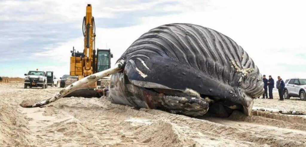 Conmoción por el hallazgo de una enorme ballena jorobada a orillas de la playa