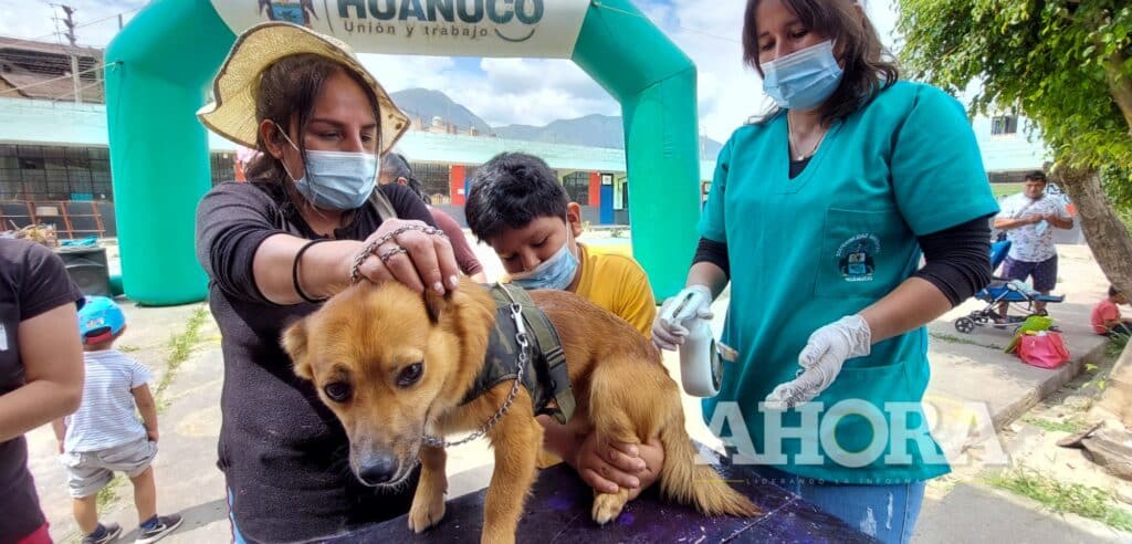 Más de 300 canes y gatos se esterilizarán este fin de semana en el colegio Illathupa