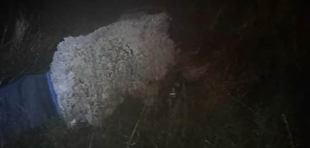 Brasil: Reo intentó huir de la cárcel disfrazado de oveja