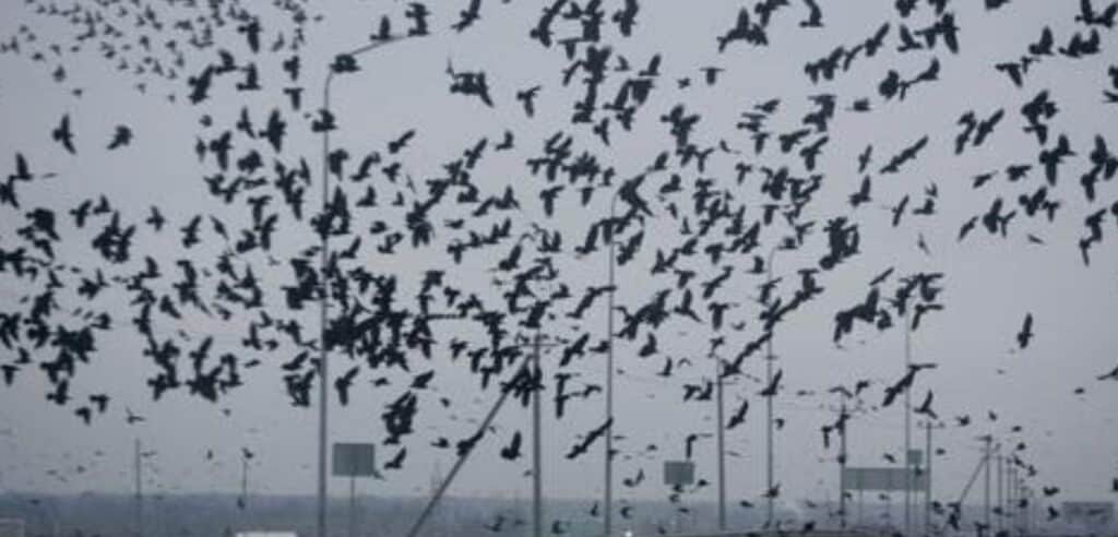 Bandadas de cuervos presentan extraño comportamiento en Japón