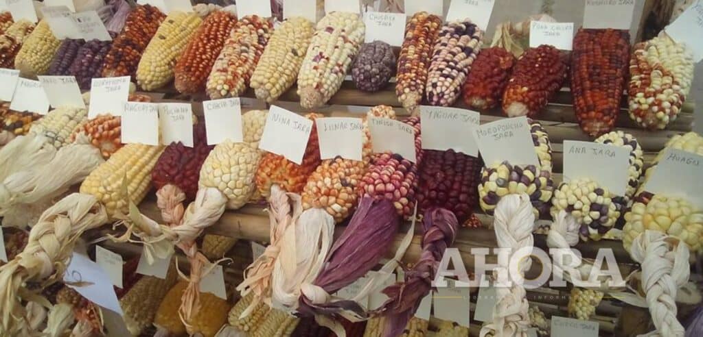 Feria de la Semilla Muru Raymi se celebrará el 17 de junio