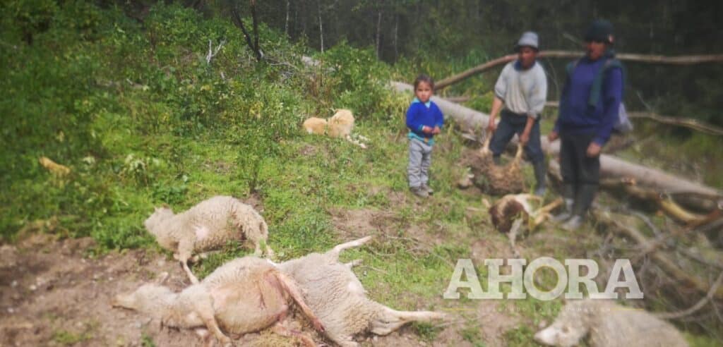 Abuela, hija y nietos casi mueren aplastados por un colosal árbol en Huamalíes