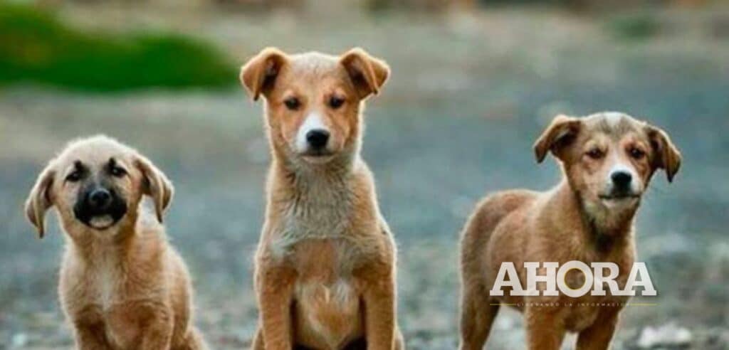 Mañana arranca campaña masiva de esterilización canina y felina en Amarilis