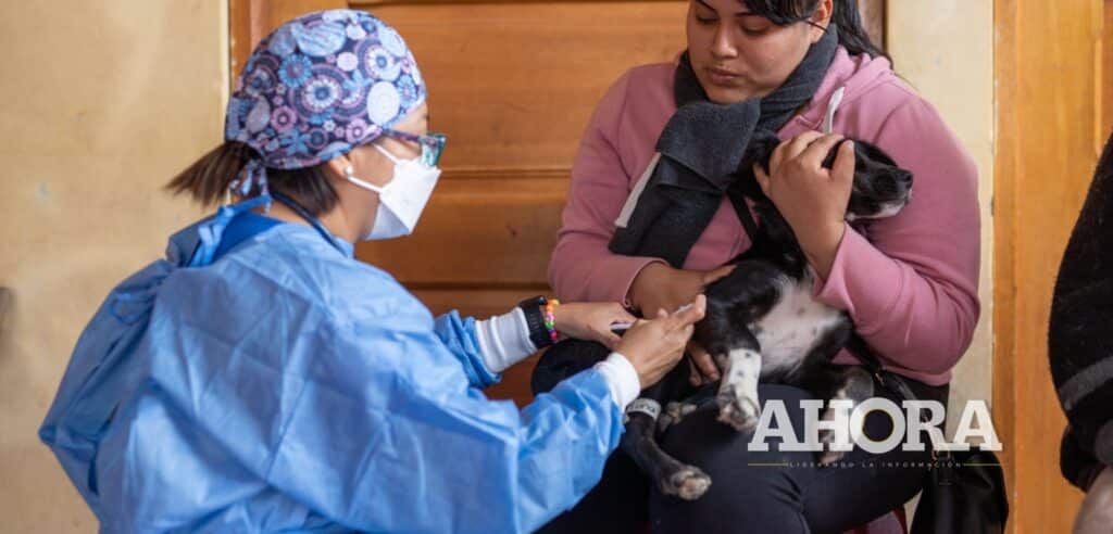 Campaña municipal: Más de 220 perros y gatos fueron esterilizados en Amarilis