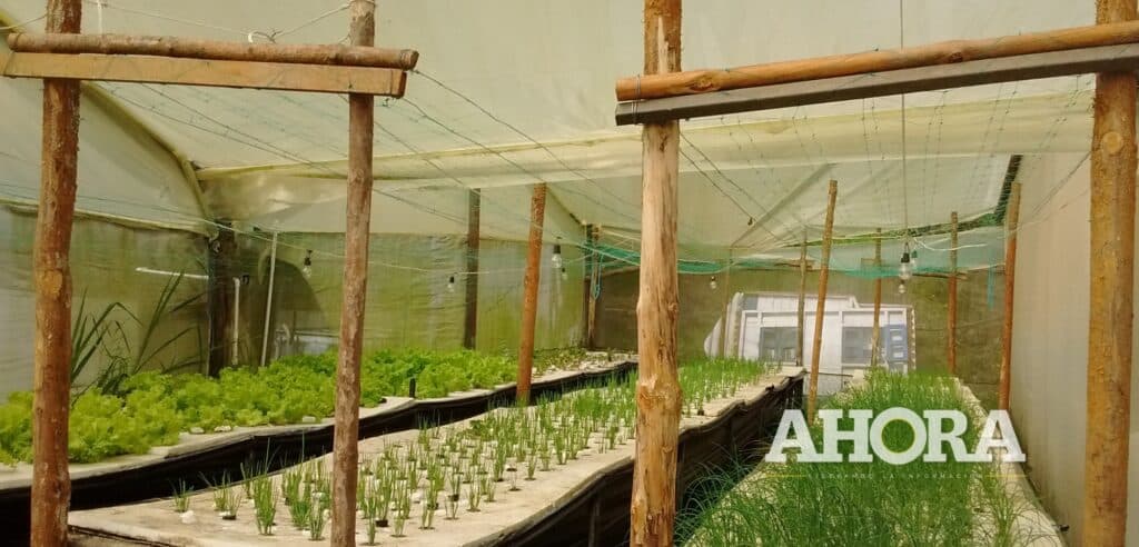 Instalan invernadero aeropónico para producir semillas de papa amarilla