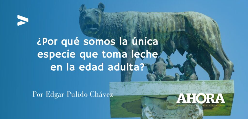 ¿Por qué somos la única especie que toma leche en la edad adulta?