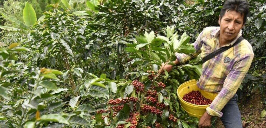 Café y cacao reemplazaron cultivos de hoja de coca en la selva peruana