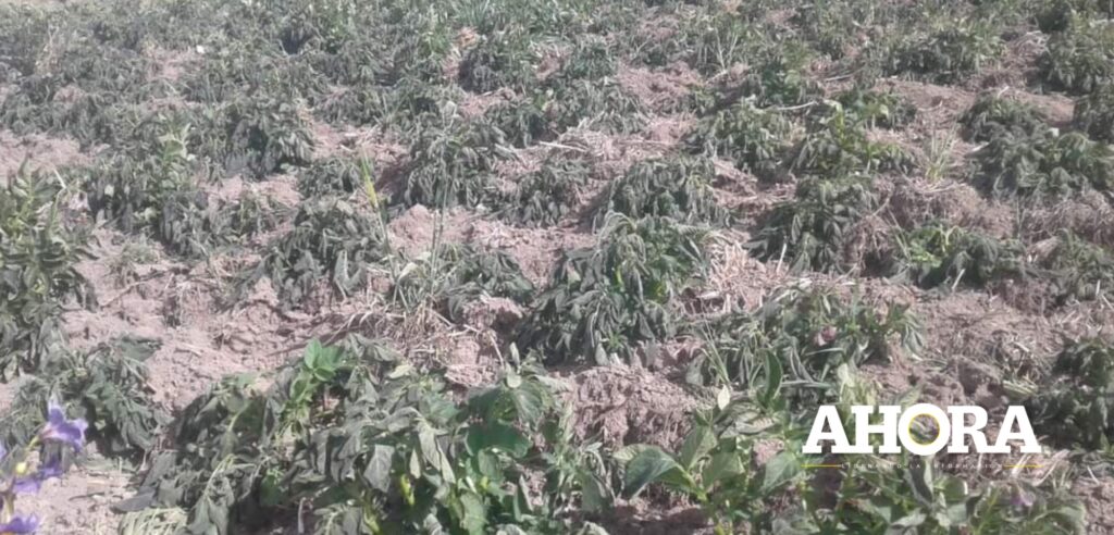 Paucartambo: 50 hectáreas de cultivo de papa fueron afectados por bajas temperaturas