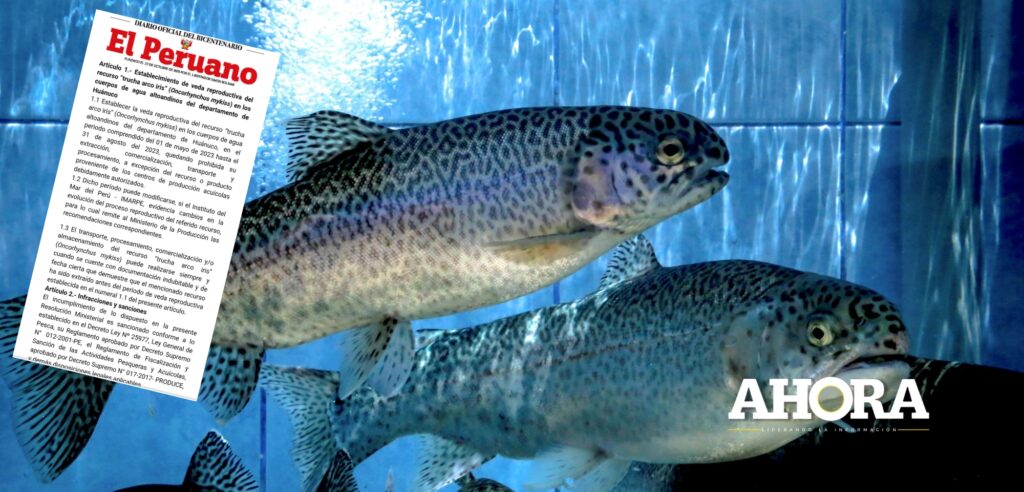 Veda reproductiva de la trucha arco iris regirá hasta el 31 de agosto en Huánuco