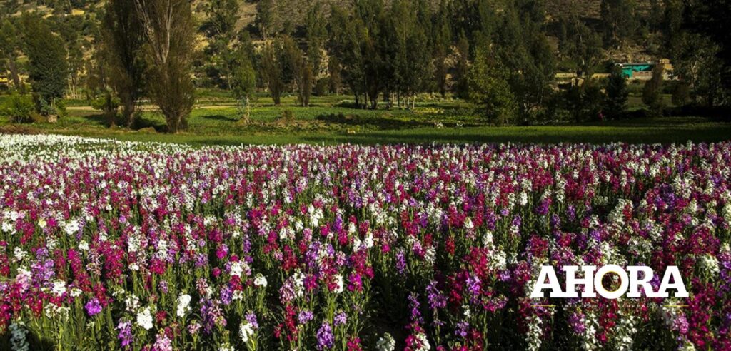 Productores huanuqueños podrán exportar 60 especies de flores comerciales sin terceros