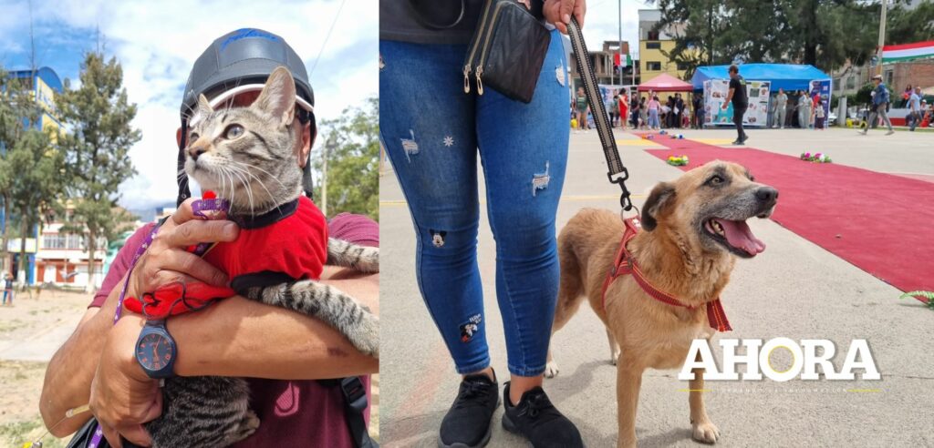 Amarilis: Perros y gatos lucieron coloridos disfraces en concurso de mascotas
