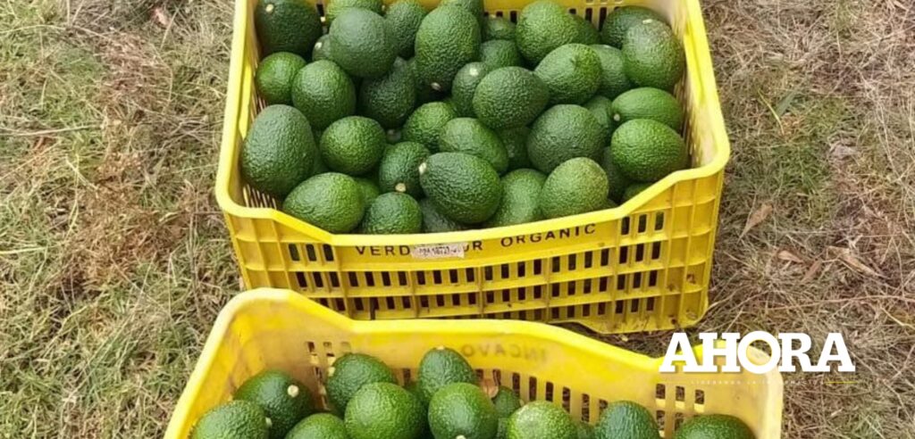 Cuatro toneladas de palta se perdieron por mal estado de vía Huacaybamba - Canchabamba