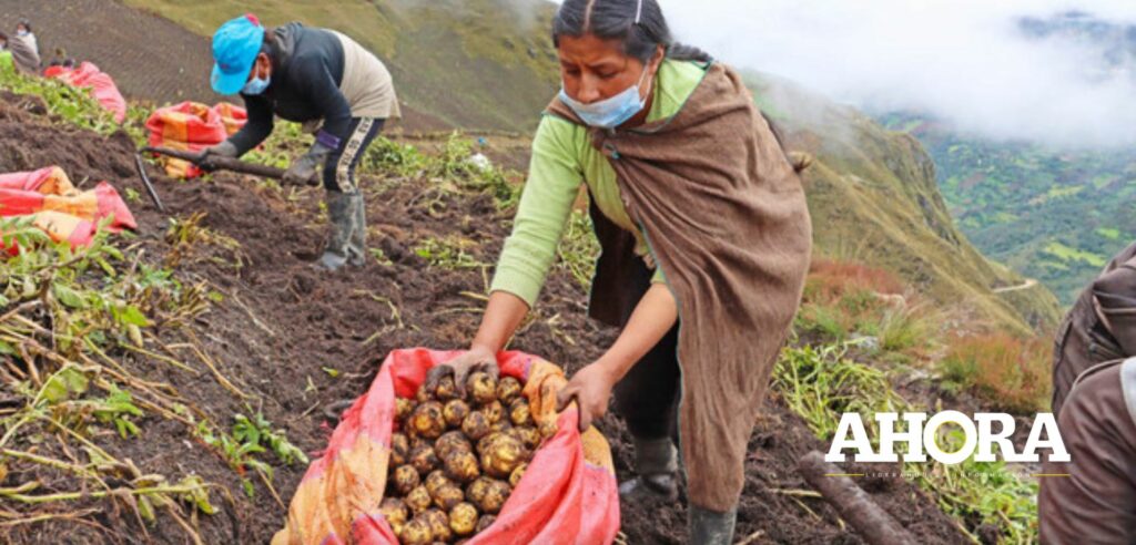 DRA: Alistan proyecto para potenciar la producción de papa amarilla en nueve provincias