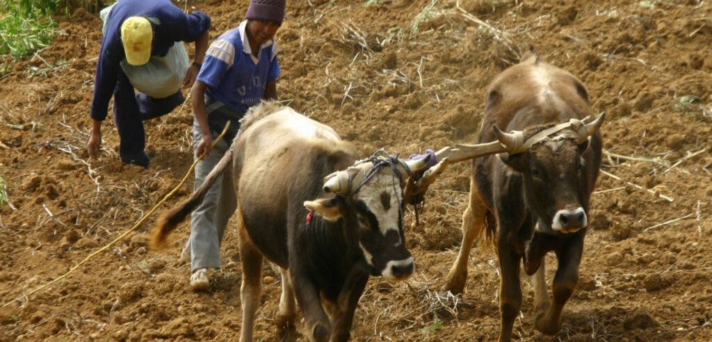 Activarán seguro pecuario catastrófico para proteger a pequeños ganaderos
