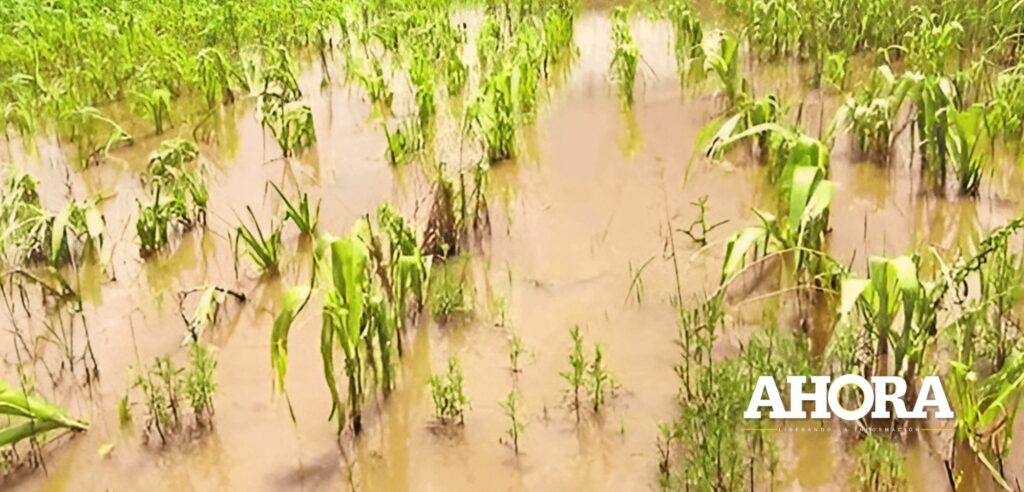 Lluvias torrenciales destruyeron cultivos del 70 % de los agricultores en Cauri