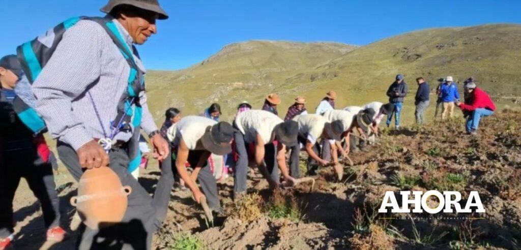 Comunidades altoandinas recuperan 226 variedades de papa con prácticas ancestrales