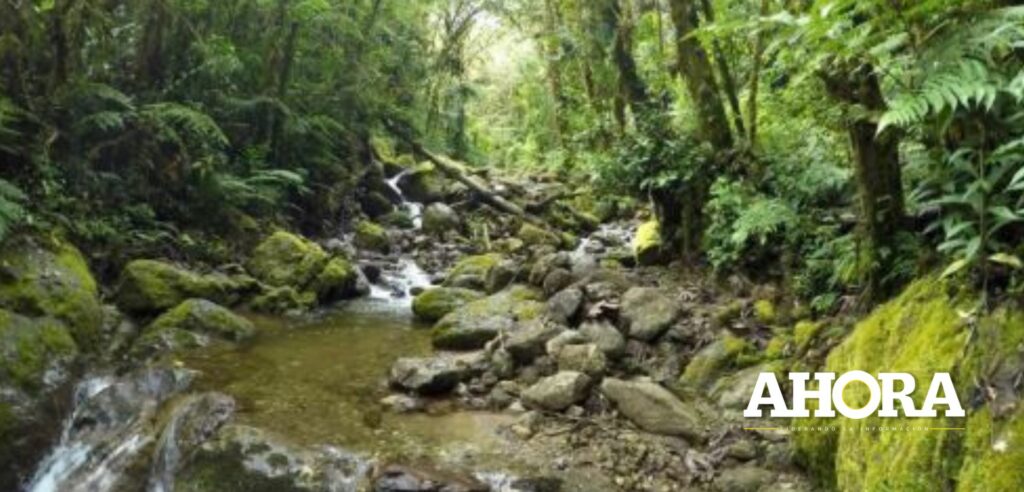 Reserva comunal Yanesha fue reconocida por la Federación Internacional de Guardaparques