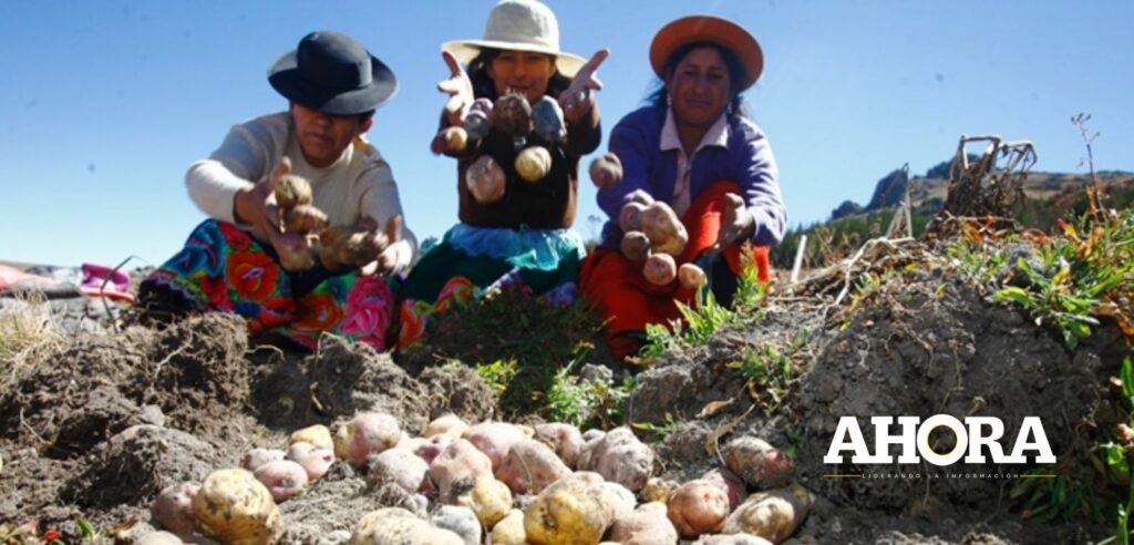 La comuna de Umari viene realizando el acondicionamiento del terreno para la instalación de la Planta Procesadora de Papa Precocida,
