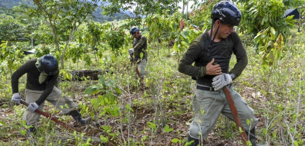 Mininter: 1319 hectáreas de hoja de coca fueron erradicadas de Huánuco, Ucayali y Pasco