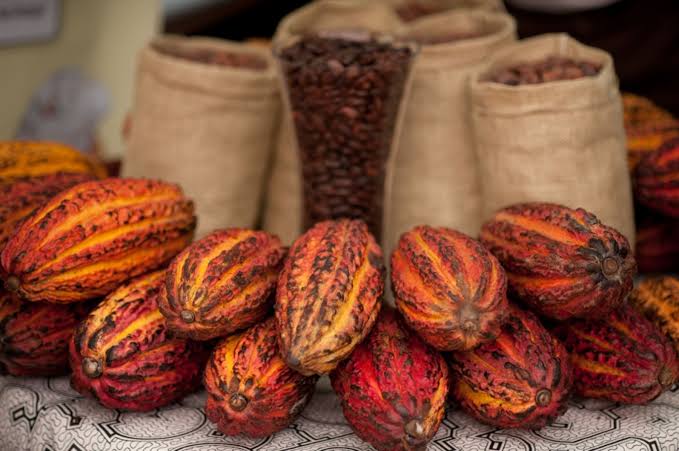 Huanuco Arranca Concurso Regional Para Elegir El Mejor Cacao Del 2025
