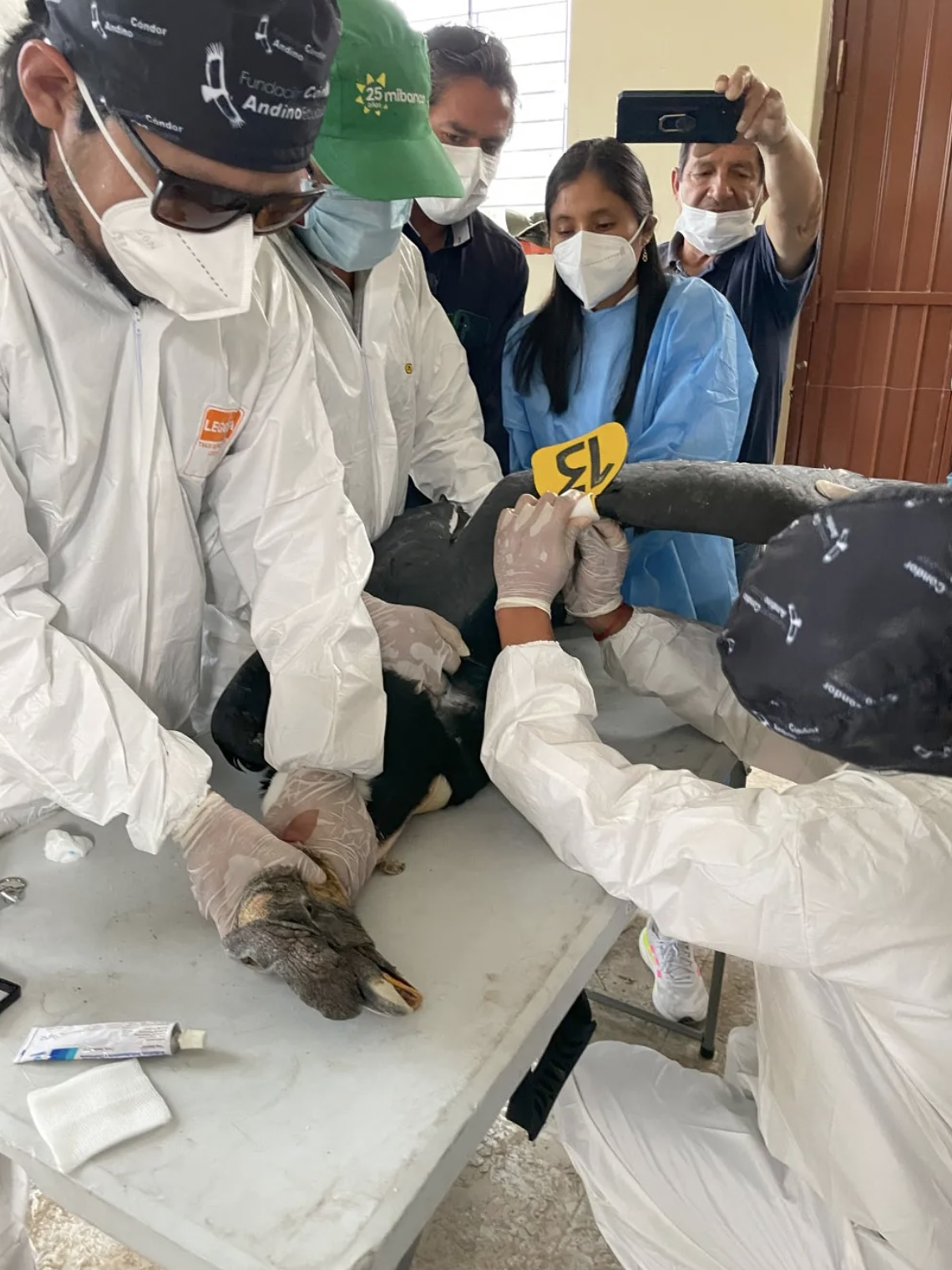 Instalan Gps Satelital A Condor Andino Liberado En Ayacucho