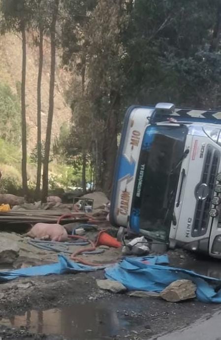 Camion Que Transportaba Cerditos Vuelca En La Ruta Cerro De Pasco Huanuco