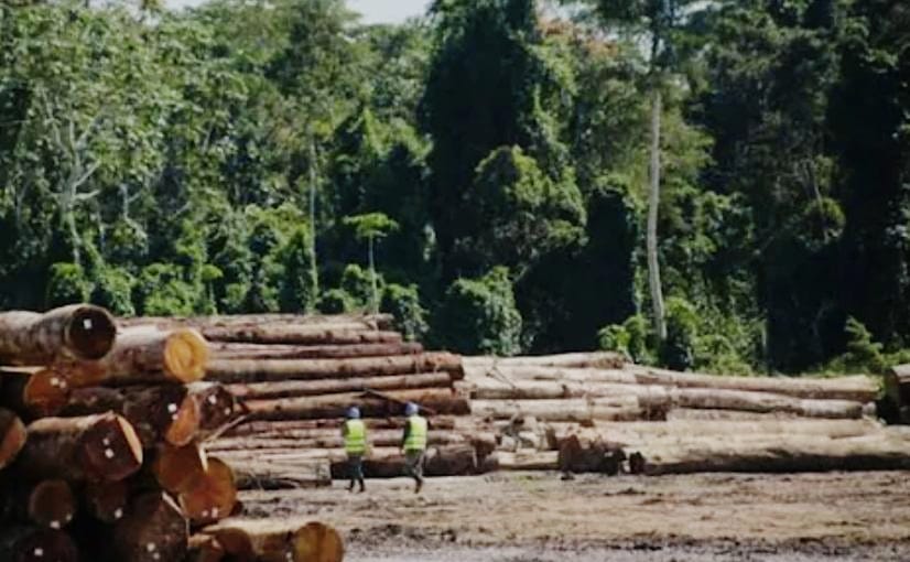 Condenan A Representante De Maderera Por Falsificacion Y Deforestacion En Leoncio Prado