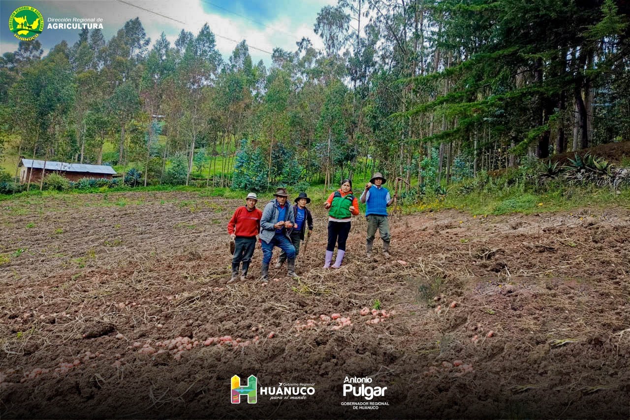 Crecen Criticas Al Proyecto Papa Nativa Y Funcionarios Regionales Defienden Avances Y Uso De Insumos Quimicos