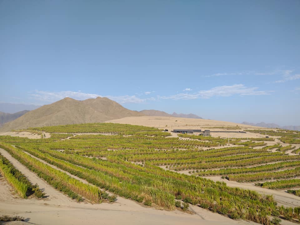 Mineria Ilegal Y Crimen Organizado Avanzan Sobre El Agro Y Amenazan Proyectos Clave