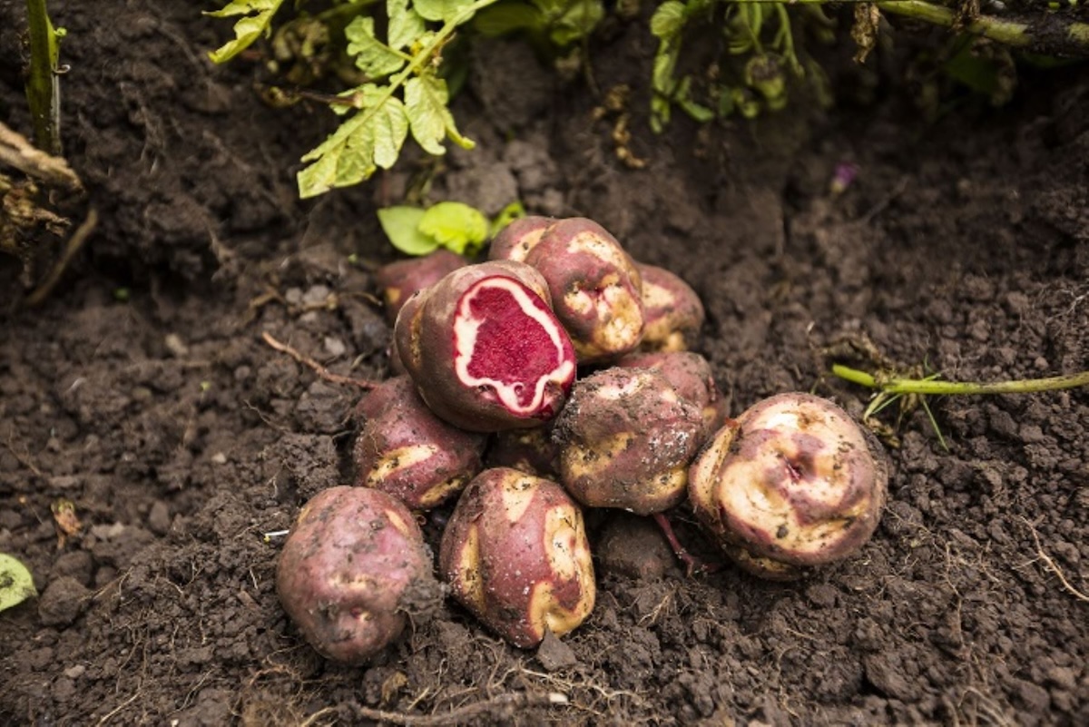 Produccion De Papa Impulsa El Crecimiento Economico En Huanuco