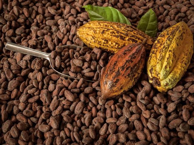 Productores Del Monzon Apuestan Por Una Tonelada De Cacao Por Hectarea