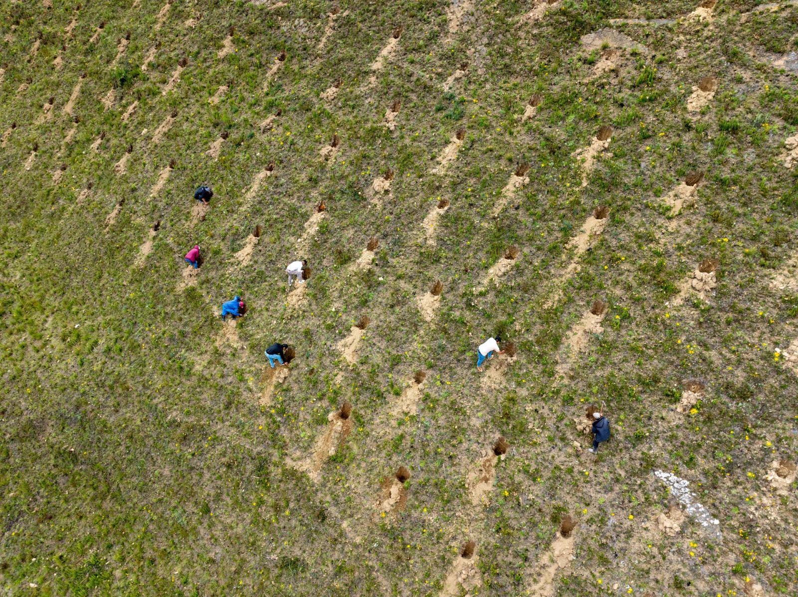 Reforestan 80 Hectareas En Vicsacocha Para Recuperar Ecosistemas Altoandinos