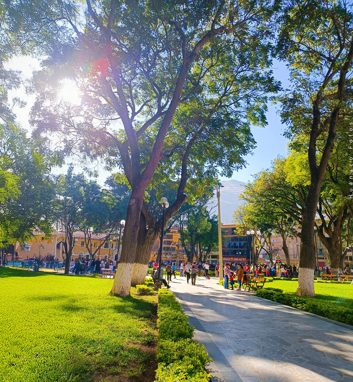 Mphco Informa Sobre Adquisicion De Flores Ornamentales Y Operativo De Limpieza Por Fiestas