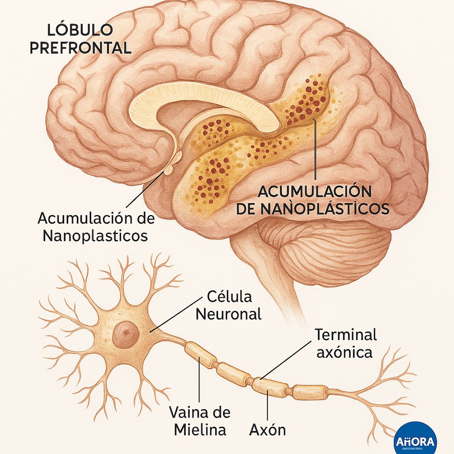 En estudios comparativos citados por Campen, carnes procesadas (embutidos, enlatados, “beef sticks”) mostraron cargas muy superiores a carnes frescas de calidad, venado o res de pastur